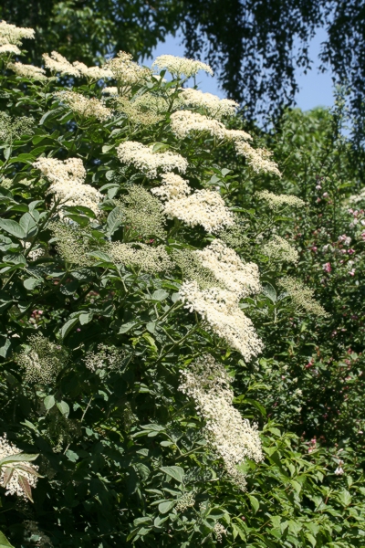 Holunder in voller Blüte - ohne Bienen Holunder in voller Blüte - ohne Bienen